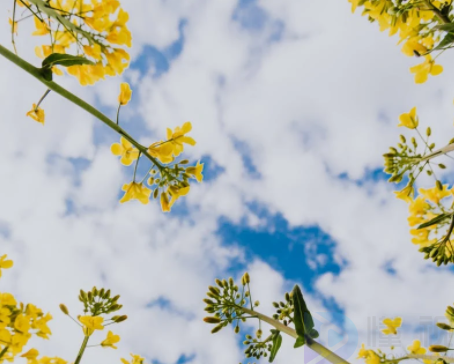 为什么清明节也叫踏青节