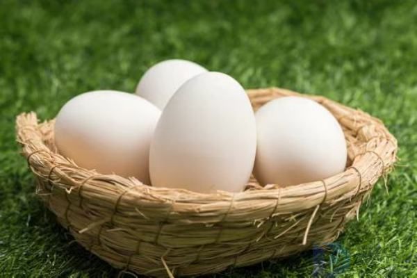 鹅蛋和鸡蛋的区别在哪里(鹅蛋和鸡蛋的区别在哪里呢)