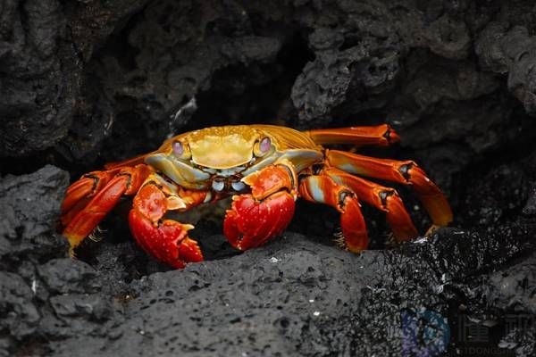 产妇哺乳期能吃螃蟹吗(哺乳期能吃螃蟹?)