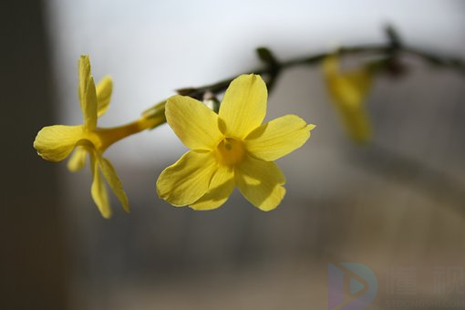 连翘与迎春花有什么区别